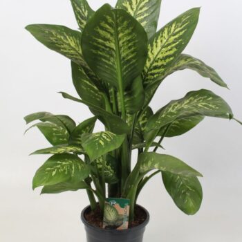 Dieffenbachia Tropic Snow 21 cm