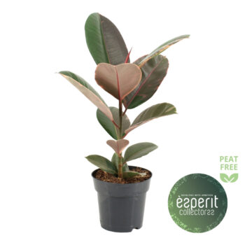 Ficus elastica Pink Camouflage®