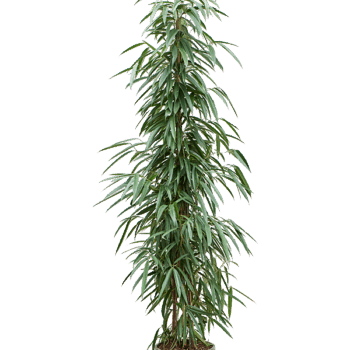 Ficus binnendijkii 'Alii' Tuft