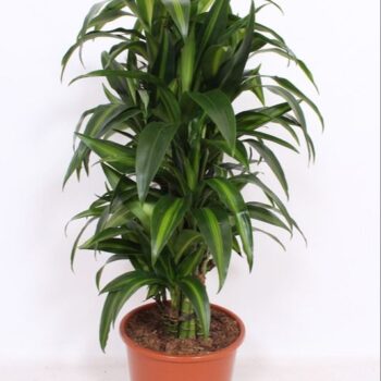 Dracaena Hawaiian Sunshine