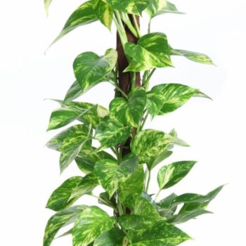 Epipremnum Pinnatum mosspole