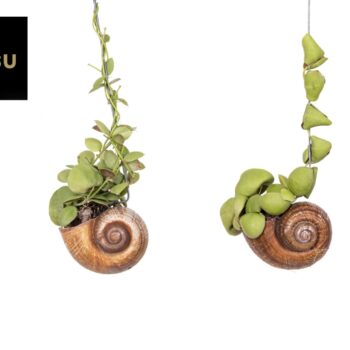 Dischidia Shelly Hang