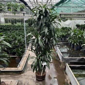 Drac jan craig carrousel 9st 32/19 h220/230