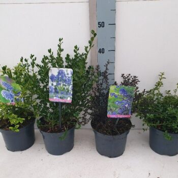 Ceanothus Mix