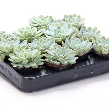 Echeveria elegans