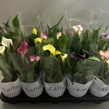 Zantedeschia gemengd Castlemix