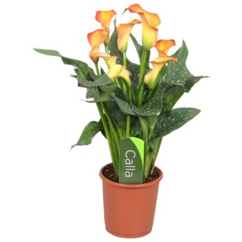 Zantedeschia Fireworks Calla oranje met etiket