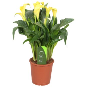 Zantedeschia Sunclub Calla geel met etiket