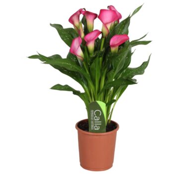Zantedeschia Zazu Calla roze met etiket