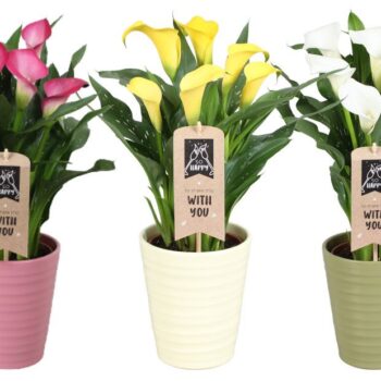 Zantedeschia gemengd Calla mix in Esmee keramiek