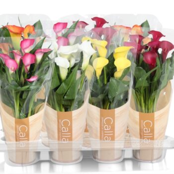 Zantedeschia gemengd Calla mix in bedrukte hoes