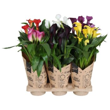 Zantedeschia gemengd Calla mix in kraft hoes