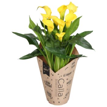 Zantedeschia Sunclub Calla geel in kraft hoes