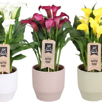 Zantedeschia gemengd Calla mix in Jady keramiek