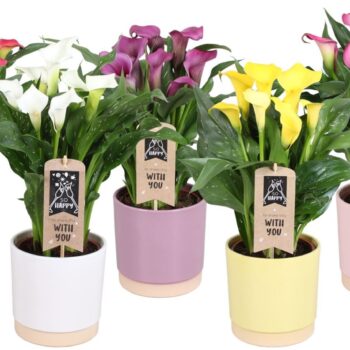 Zantedeschia gemengd Calla mix in Julia keramiek