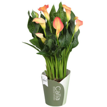 Zantedeschia Morning Sun SoHappyCalla oranje met groene potcover