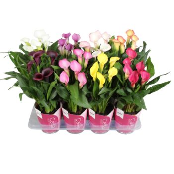 Zantedeschia gemengd SoHappyCalla mix met roze potcover