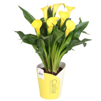 Zantedeschia Sunclub SoHappyCalla geel met gele potcover