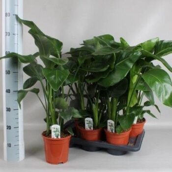 Strelitzia Nicolai 3 stek 70-80cm