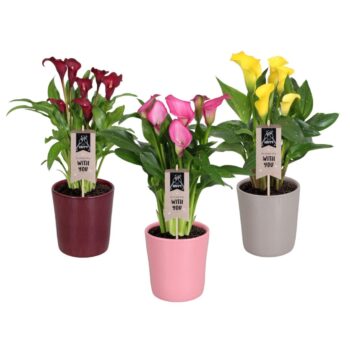 Zantedeschia gemengd Calla mix in Tico keramiek