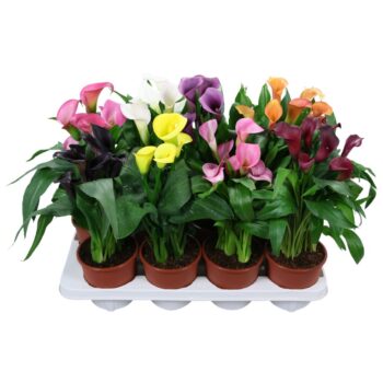Zantedeschia gemengd Calla mix