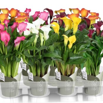 Zantedeschia gemengd SoHappyCalla mix met groene potcover