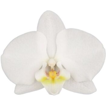 Your Natural Orchid | KB Inverness | Phalaenopsis 3 spike