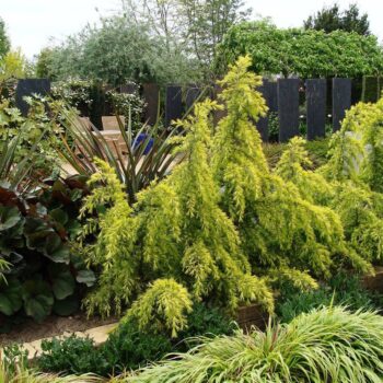 Cedrus deodara 'Aurea'