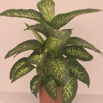 Dieffenbachia Tropic Snow