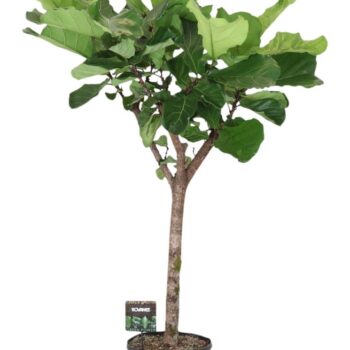 Ficus Lyrata