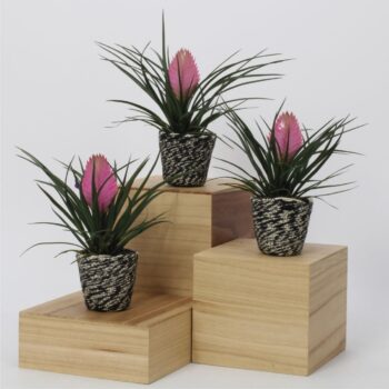 Tillandsia cyanea 'Anita' in mand Falco