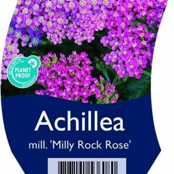 Achillea mill. 'Milly Rock Rose'