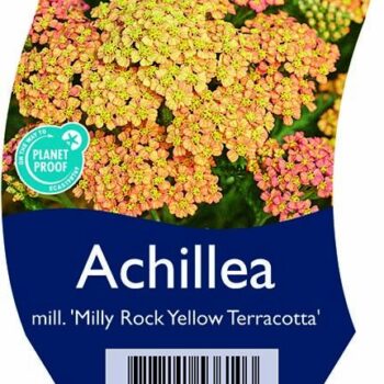 Achillea mill. 'Milly Rock Yellow Terracotta'