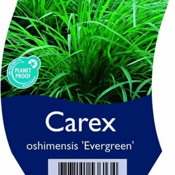 Carex oshimensis 'Evergreen'
