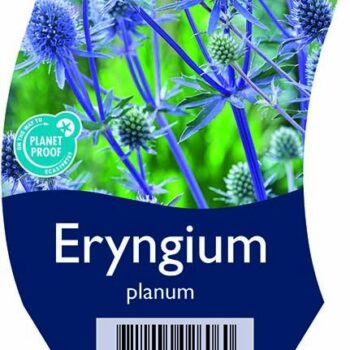 Eryngium planum