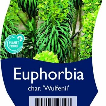 Euphorbia char. 'Wulfenii'