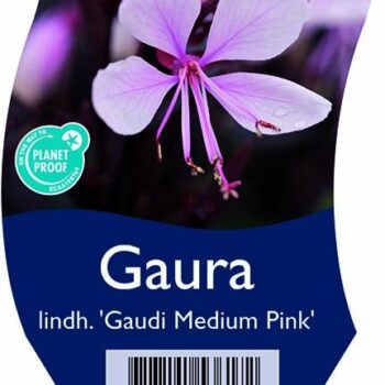 Gaura lindh. 'Gaudi Medium Pink'