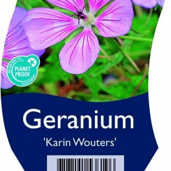 Geranium 'Karin Wouters'