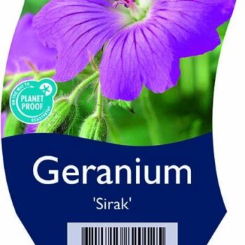 Geranium 'Sirak'