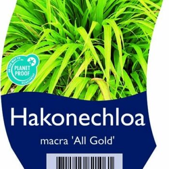 Hakonecloa macra 'All Gold'