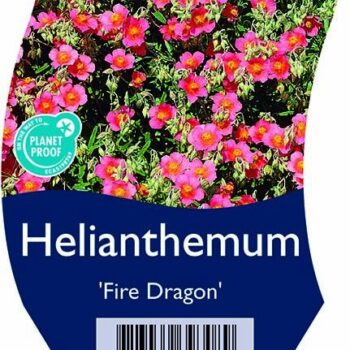 Helianthemum 'Fire Dragon'