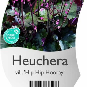 Heuchera vill. 'Hip Hip Hooray'