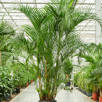 Dypsis (Areca) lutescens Tuft