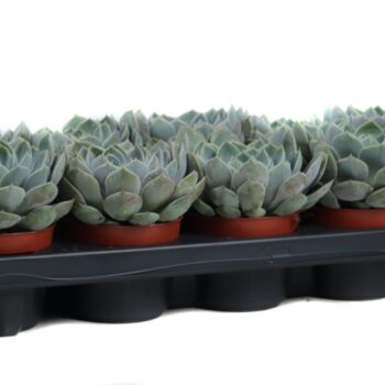 Echeveria grande cinza