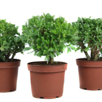 Crassula Arborescens