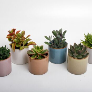 Succulenten mix in Vera keramiek