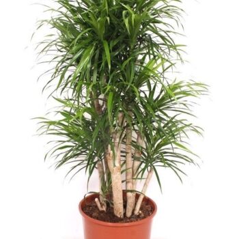 Dracaena Anita