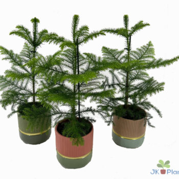 Araucaria in keramiek (2023)