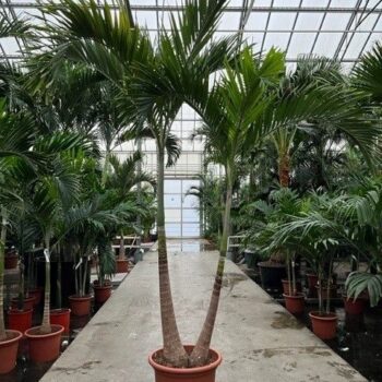 Veitchia merrillii 2pp