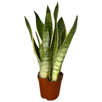 Sansevieria white snow